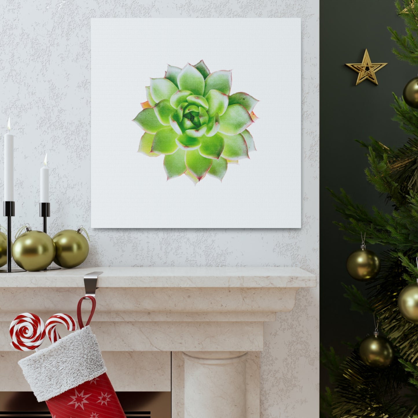 Echeveria Canvas Gallery Wraps