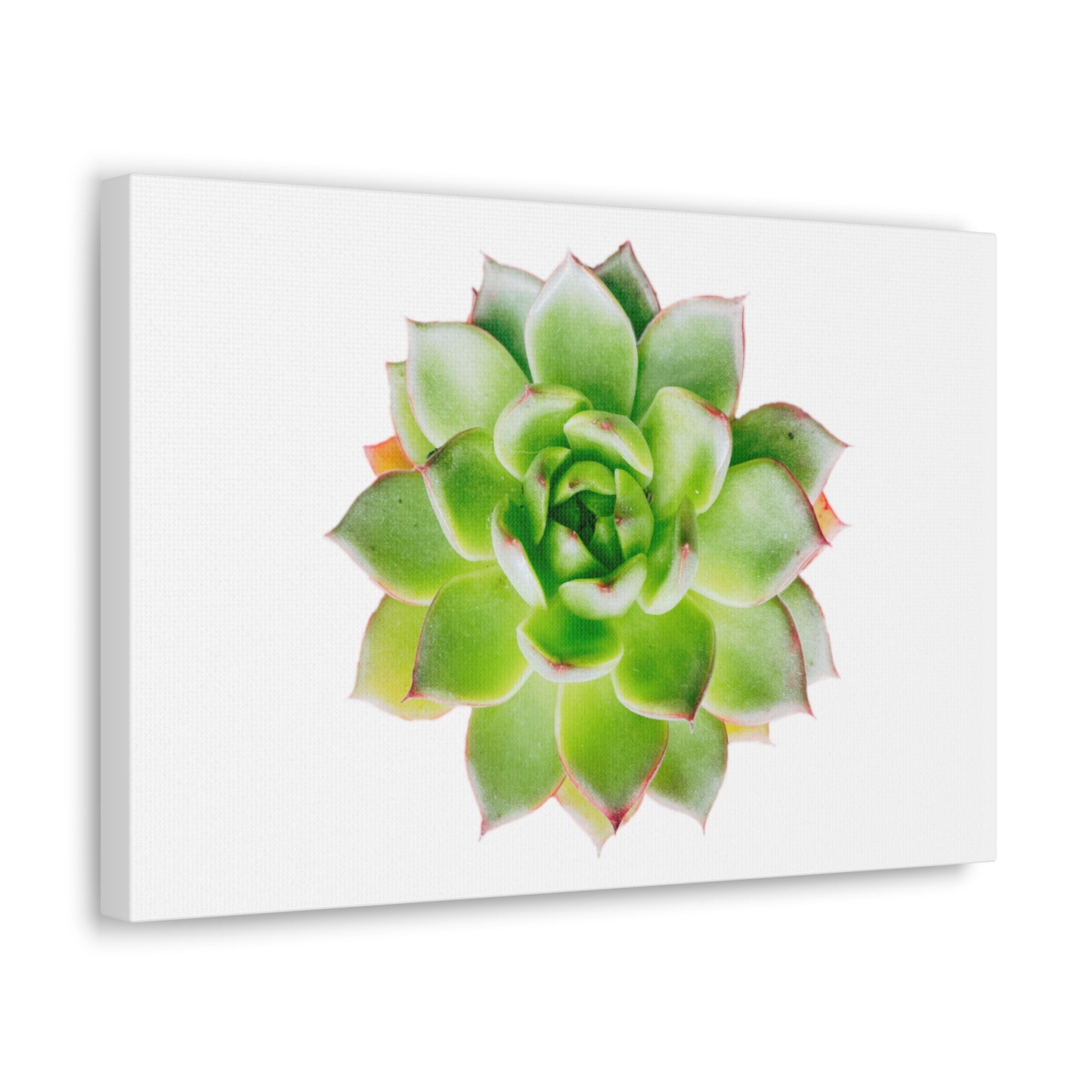 Echeveria Canvas Gallery Wraps