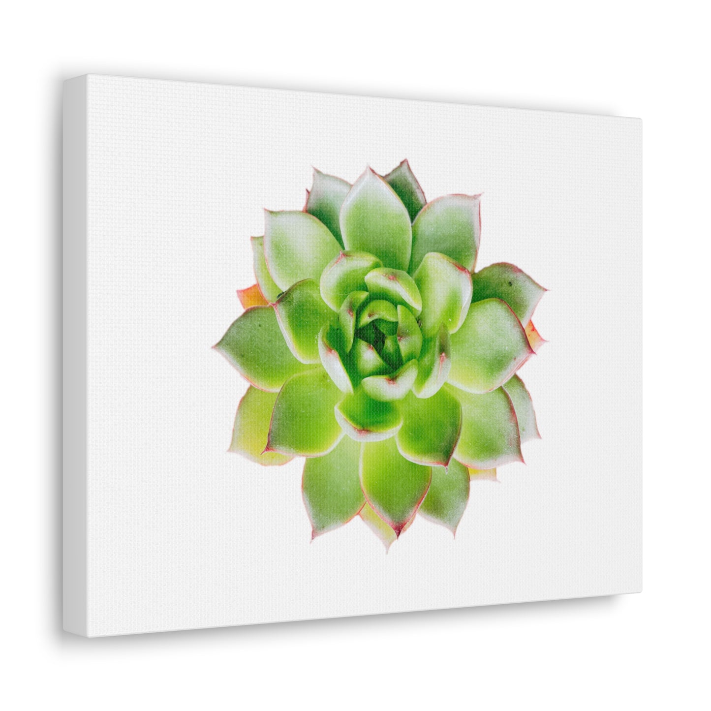 Echeveria Canvas Gallery Wraps