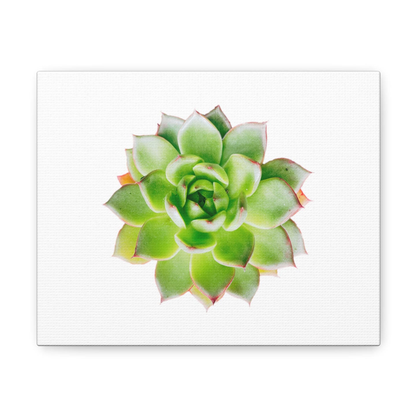 Echeveria Canvas Gallery Wraps