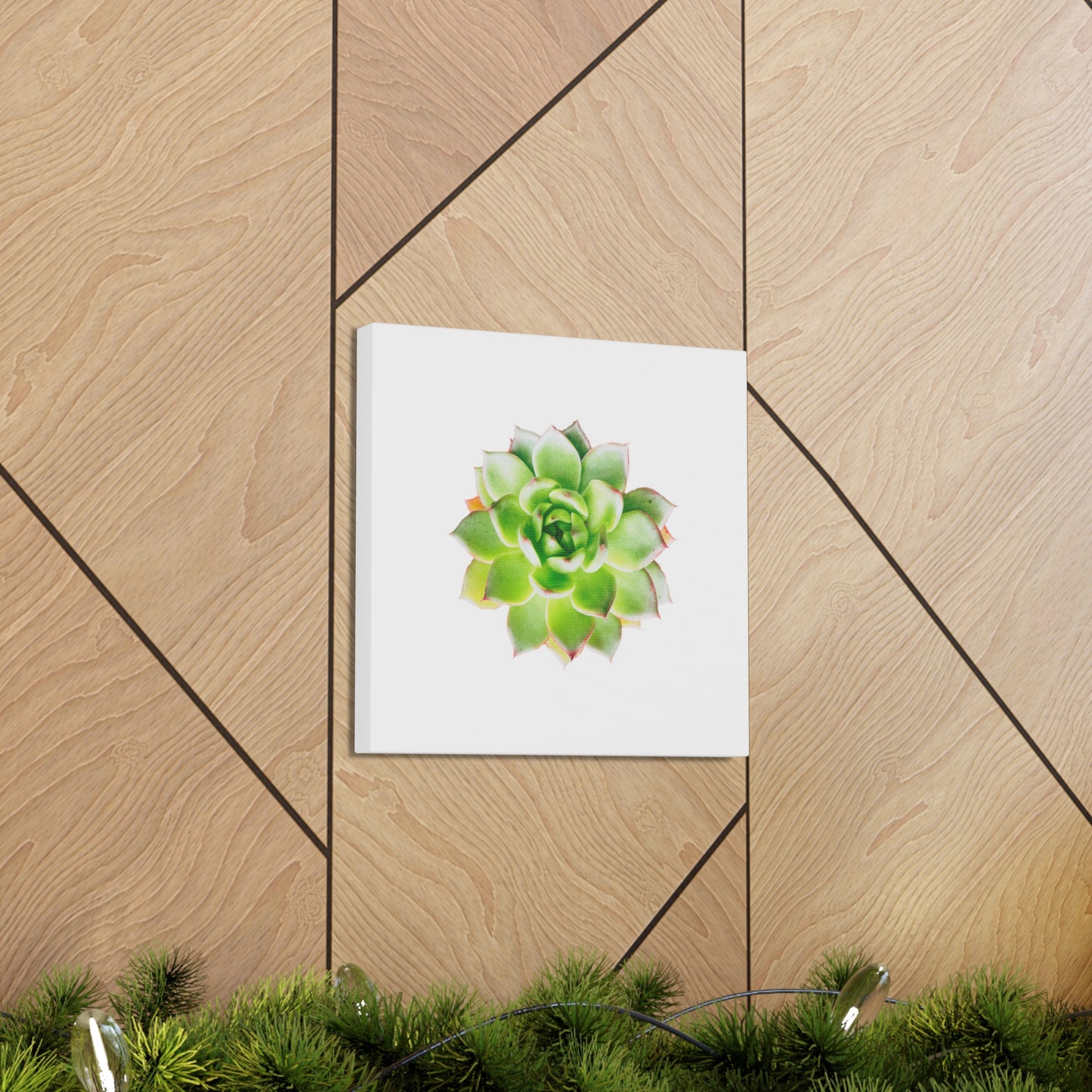 Echeveria Canvas Gallery Wraps