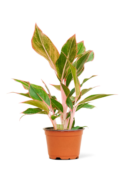 4in Chinese Evergreen "Red Siam"