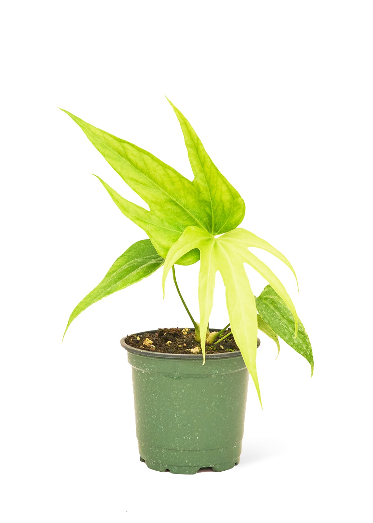 4in Anthurium 'Fingers'