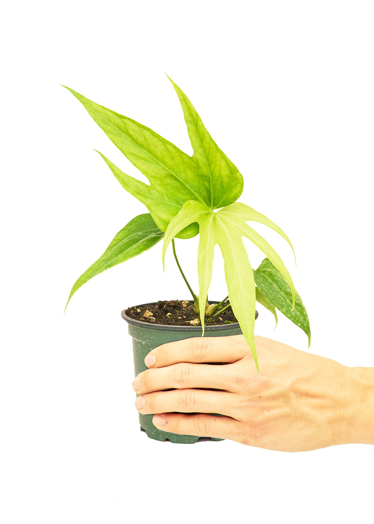 4in Anthurium 'Fingers'