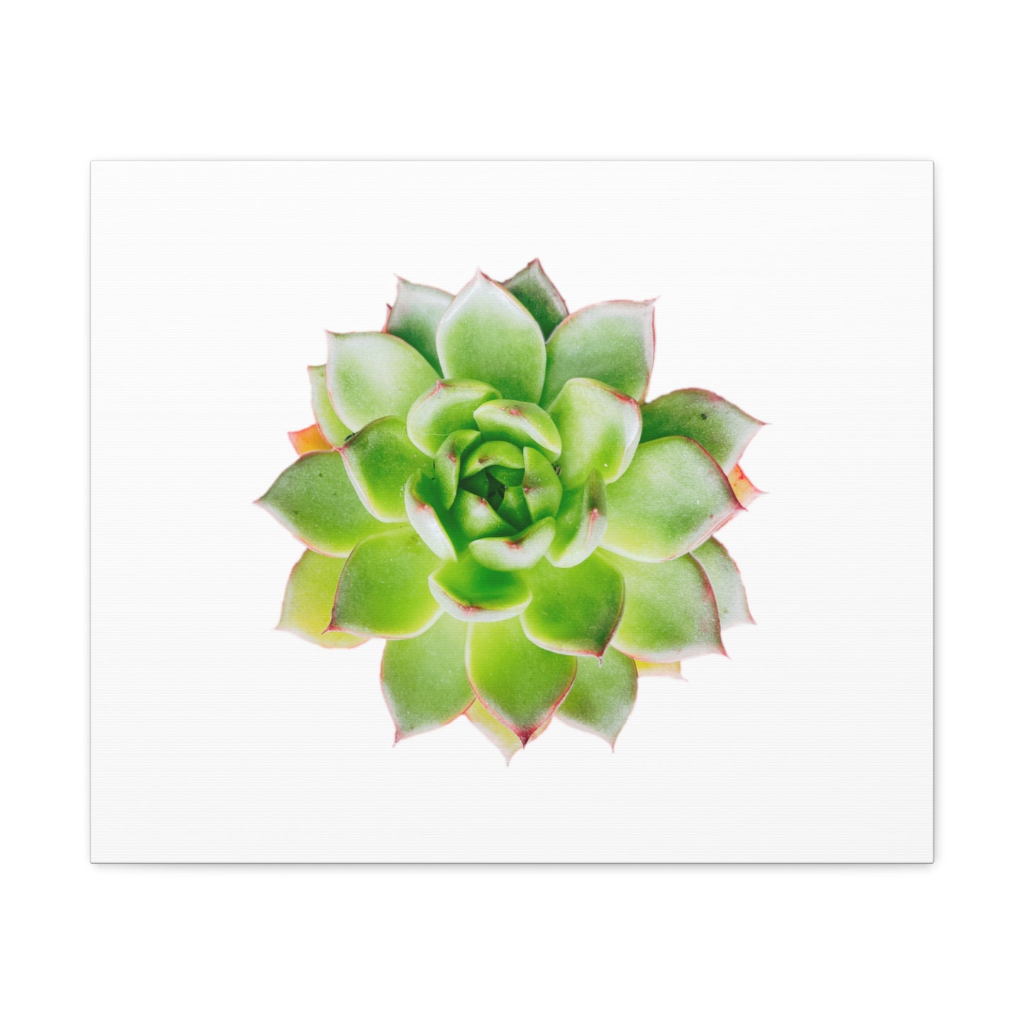 Echeveria Canvas Gallery Wraps