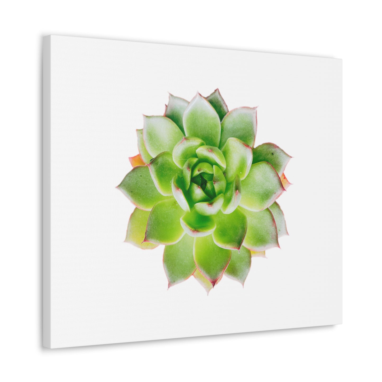 Echeveria Canvas Gallery Wraps