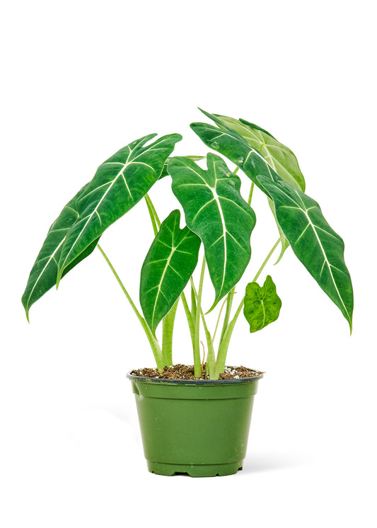 6in Alocasia 'Frydek'