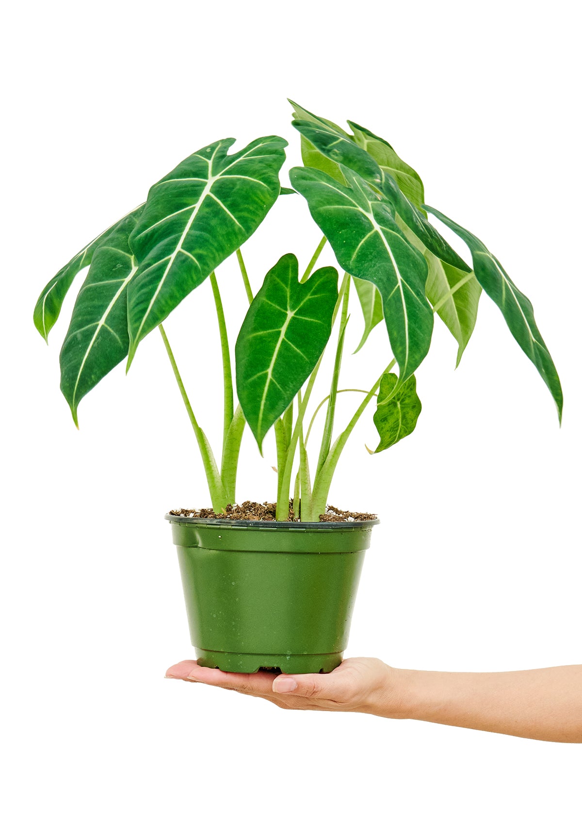 6in Alocasia 'Frydek'