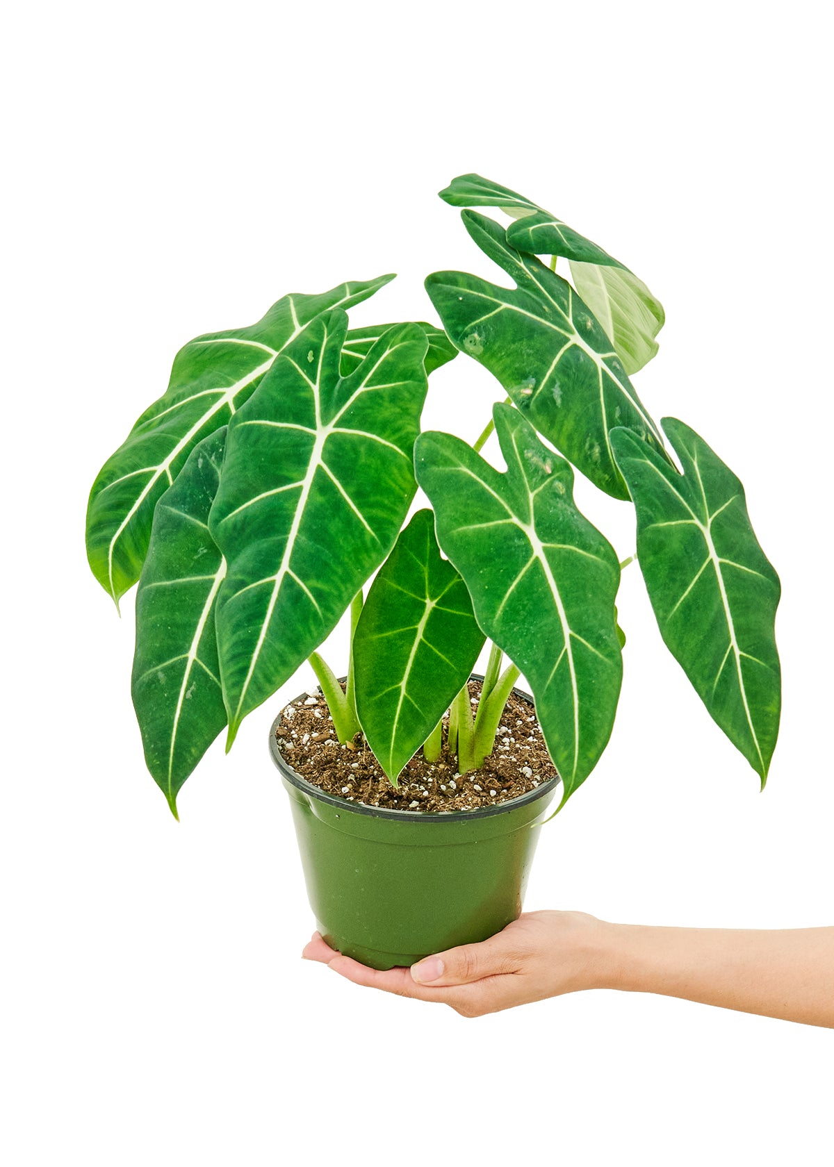 6in Alocasia 'Frydek'