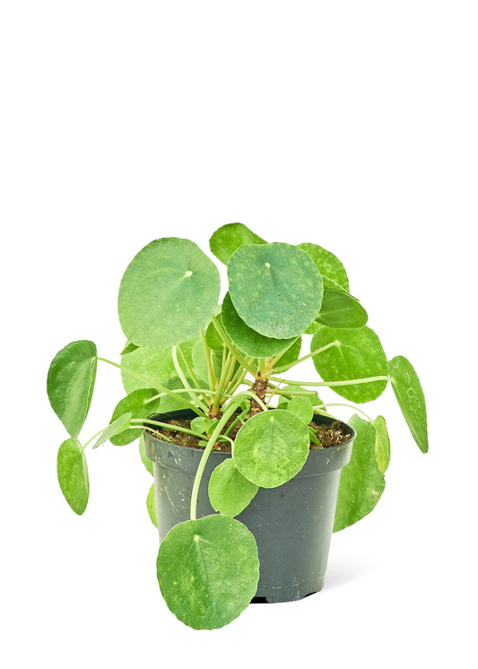 6in Chinese Money Plant