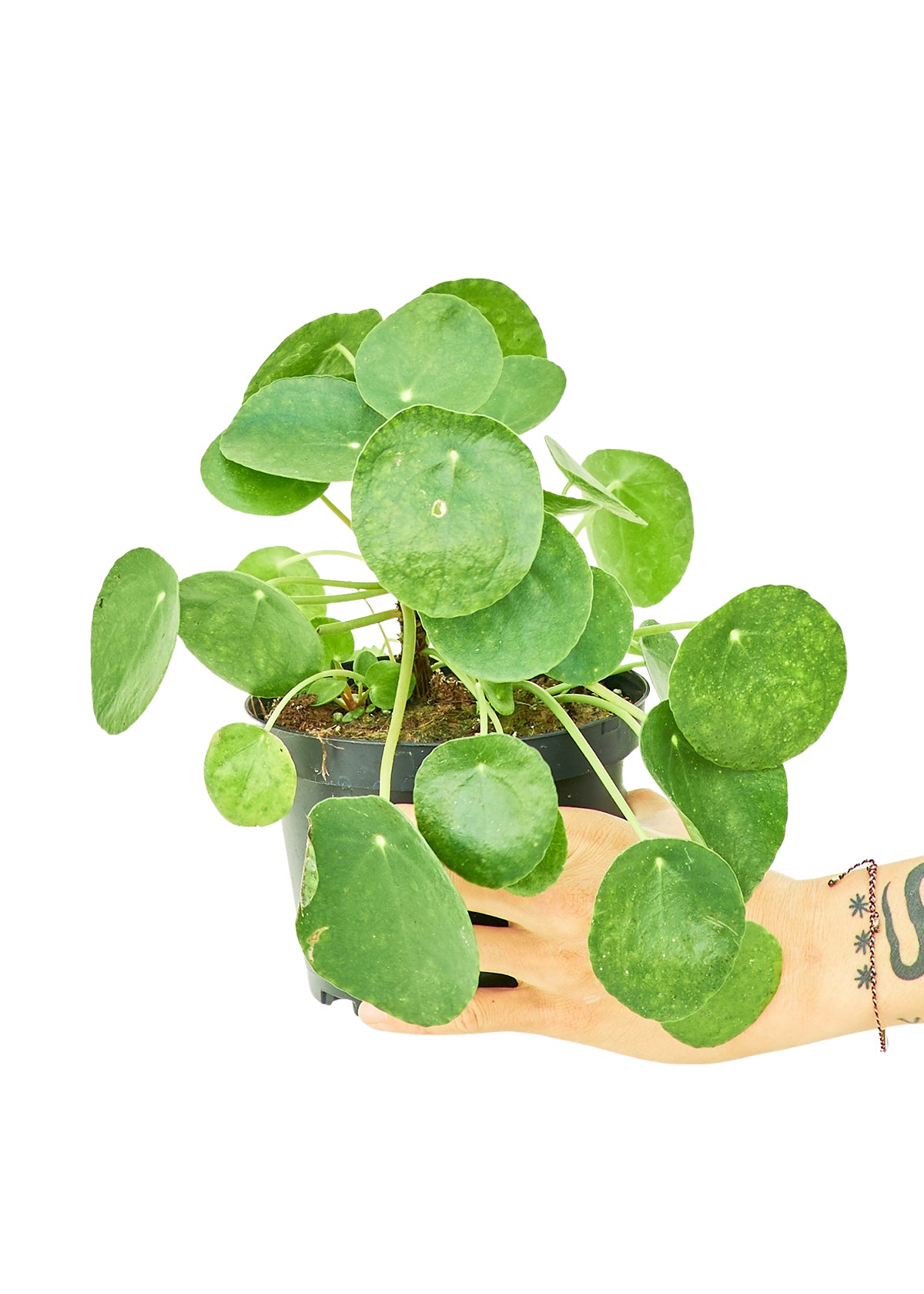 6in Chinese Money Plant