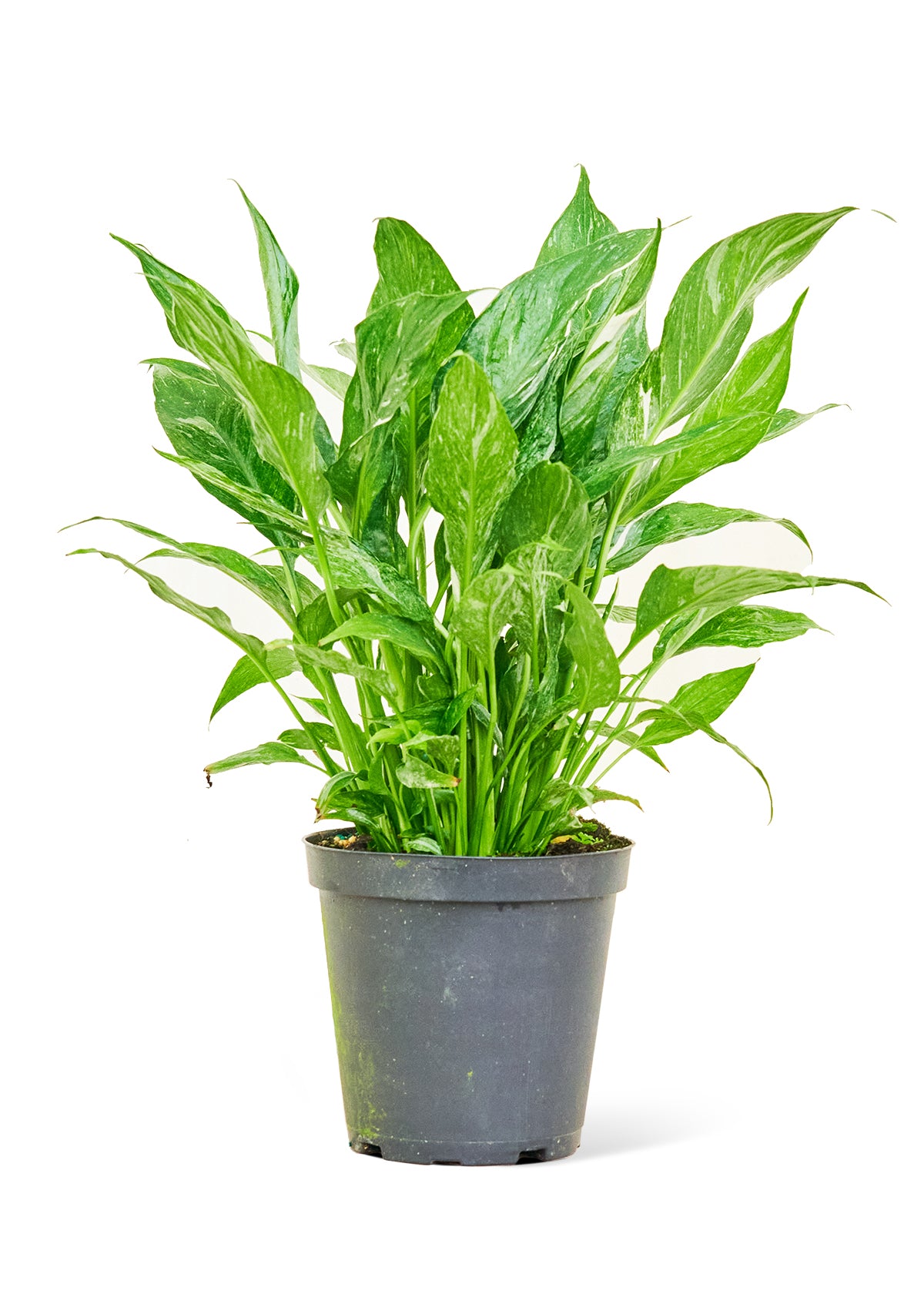 6in Variegated Peace Lily