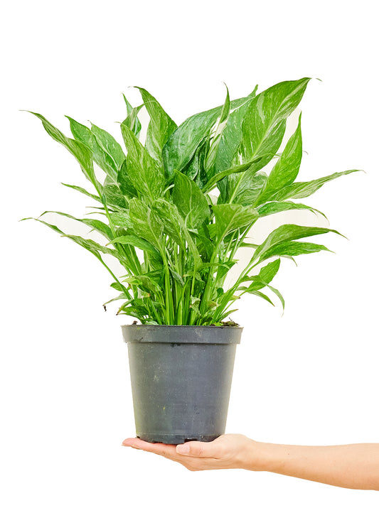 6in Variegated Peace Lily