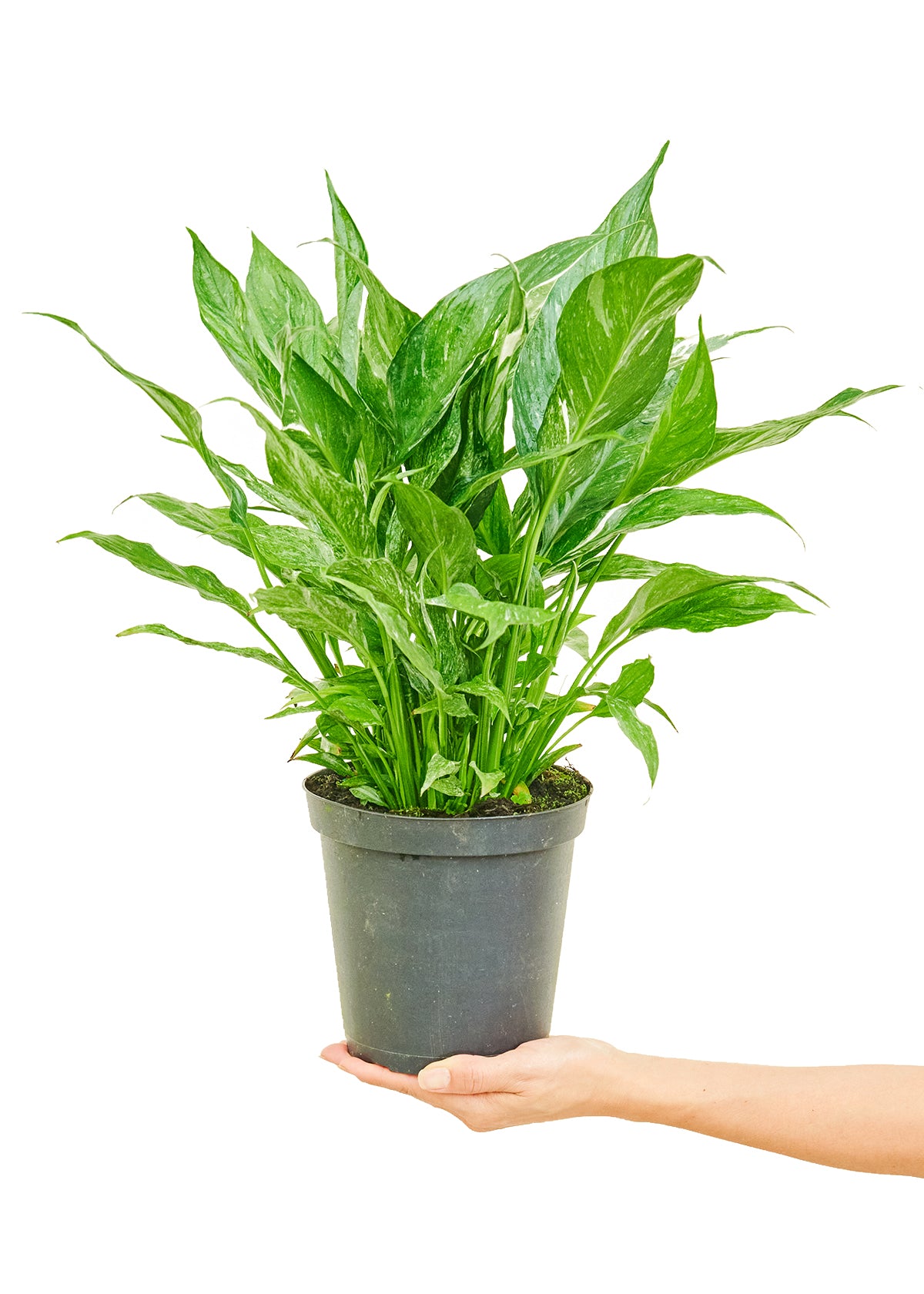 6in Variegated Peace Lily