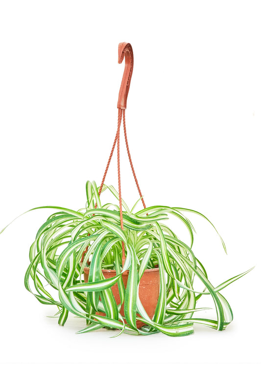 Spider Plant 'Bonnie', Hanging