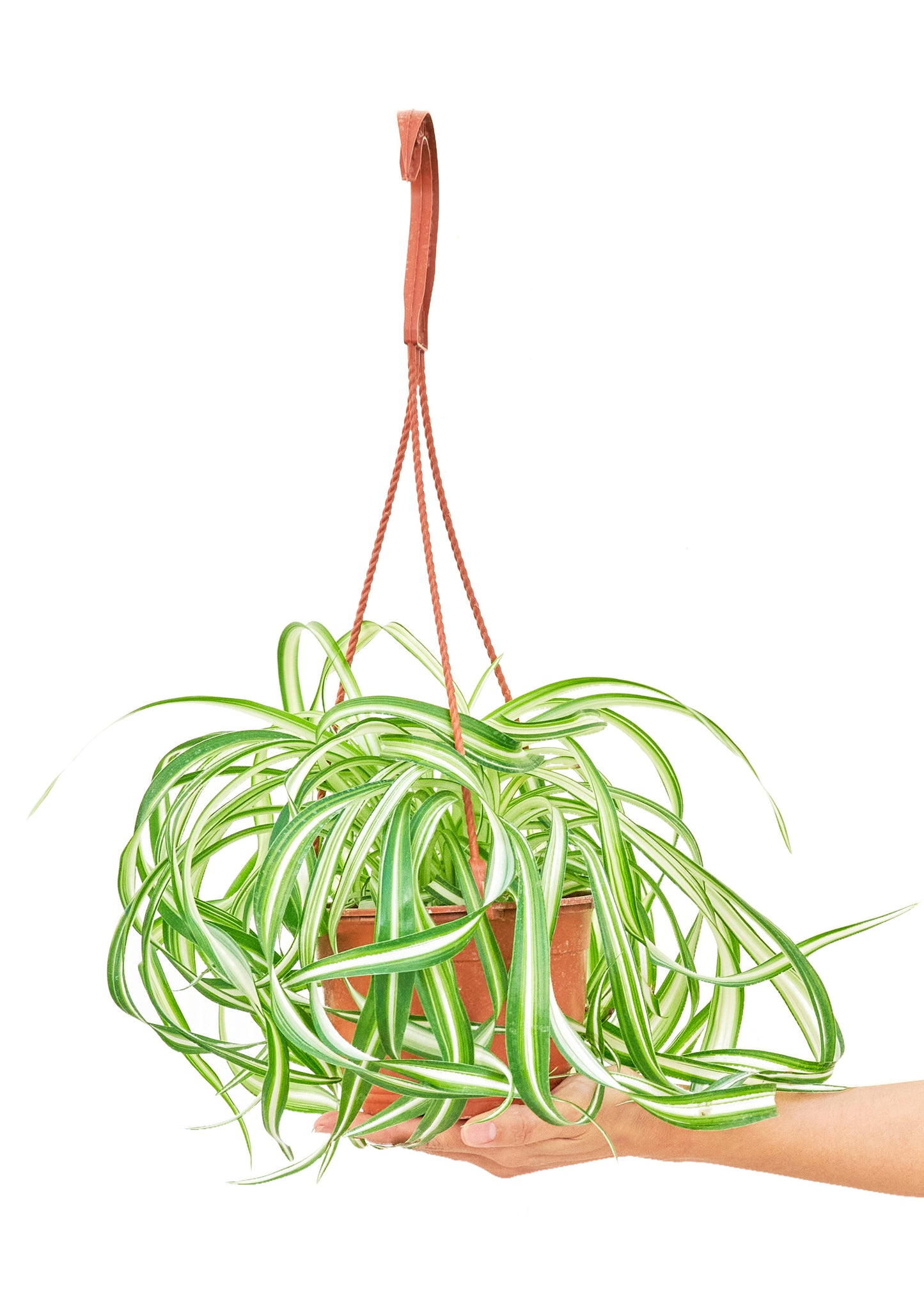 Spider Plant 'Bonnie', Hanging