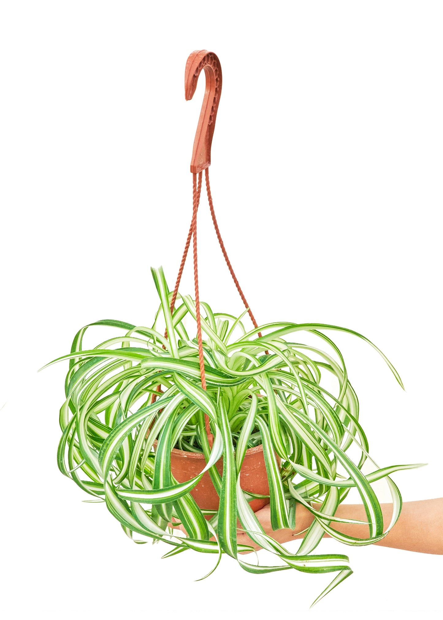 Spider Plant 'Bonnie', Hanging