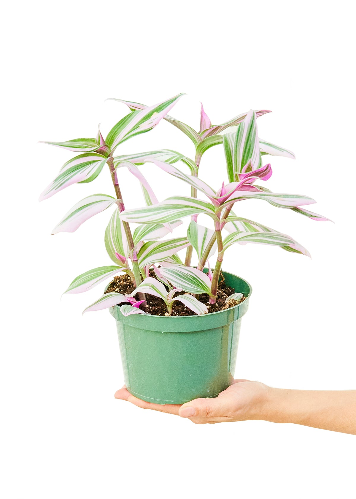 6in Tradescantia 'Nanouk'