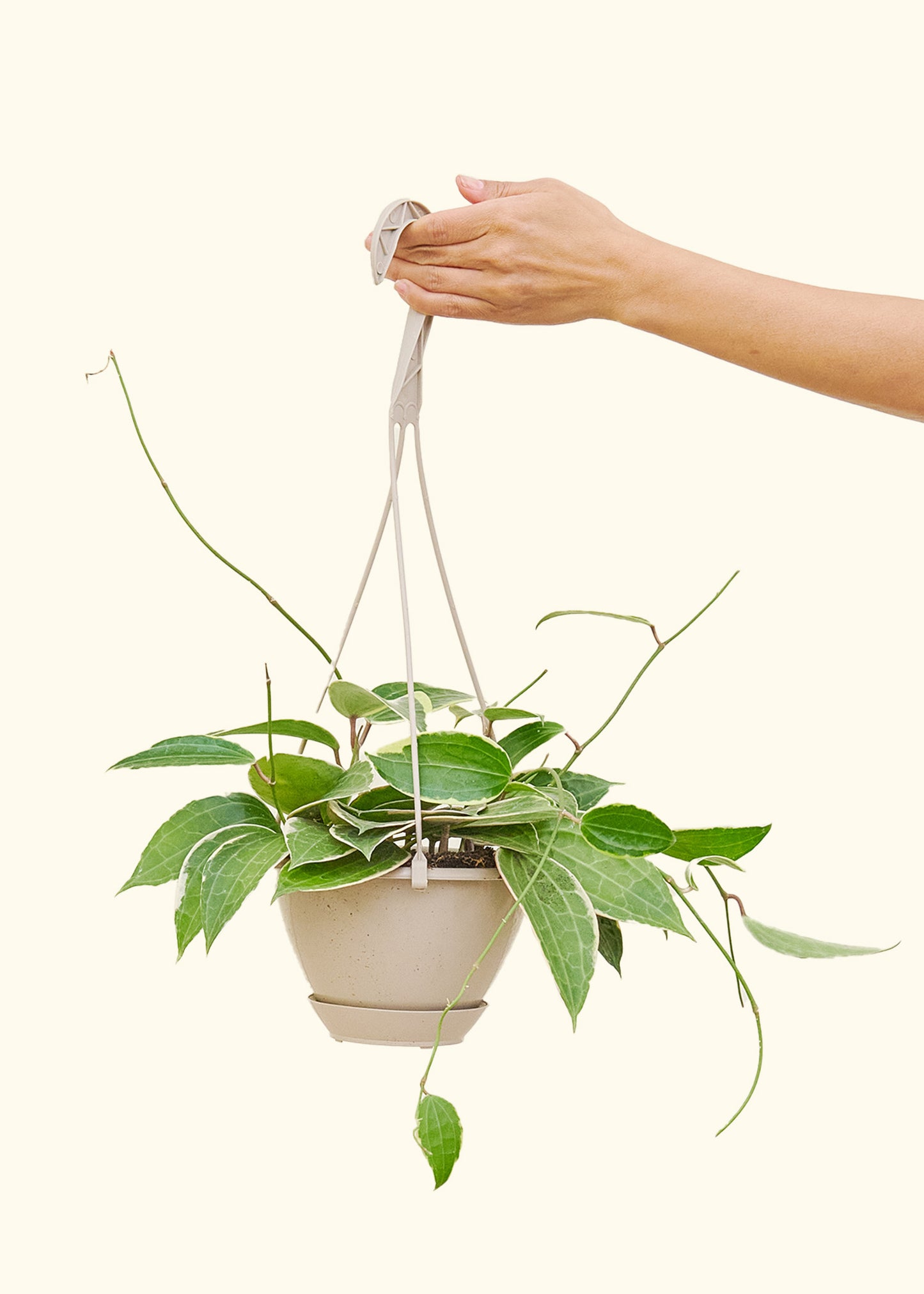 Hoya 'Macrophylla', Hanging