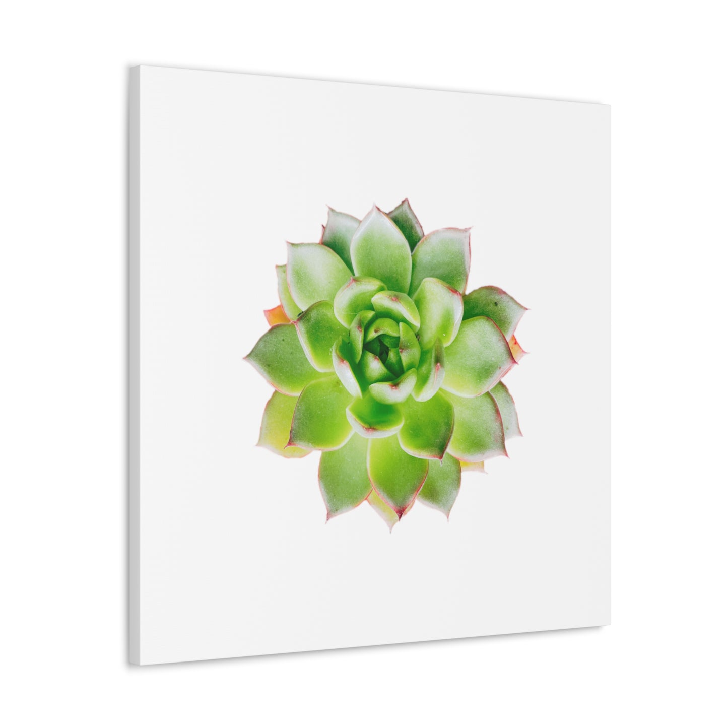 Echeveria Canvas Gallery Wraps