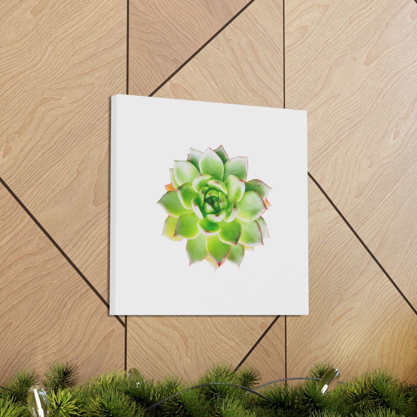 Echeveria Canvas Gallery Wraps