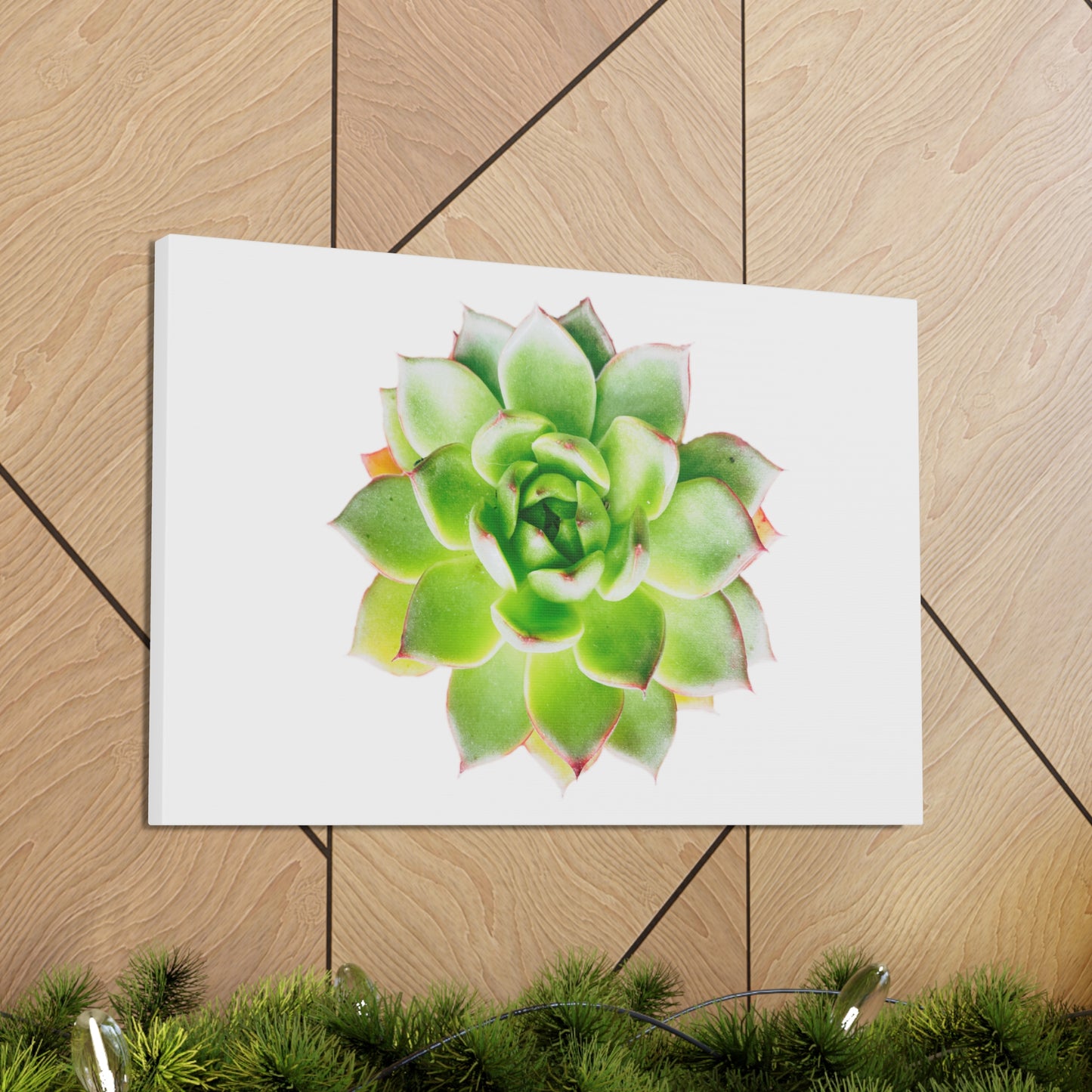 Echeveria Canvas Gallery Wraps