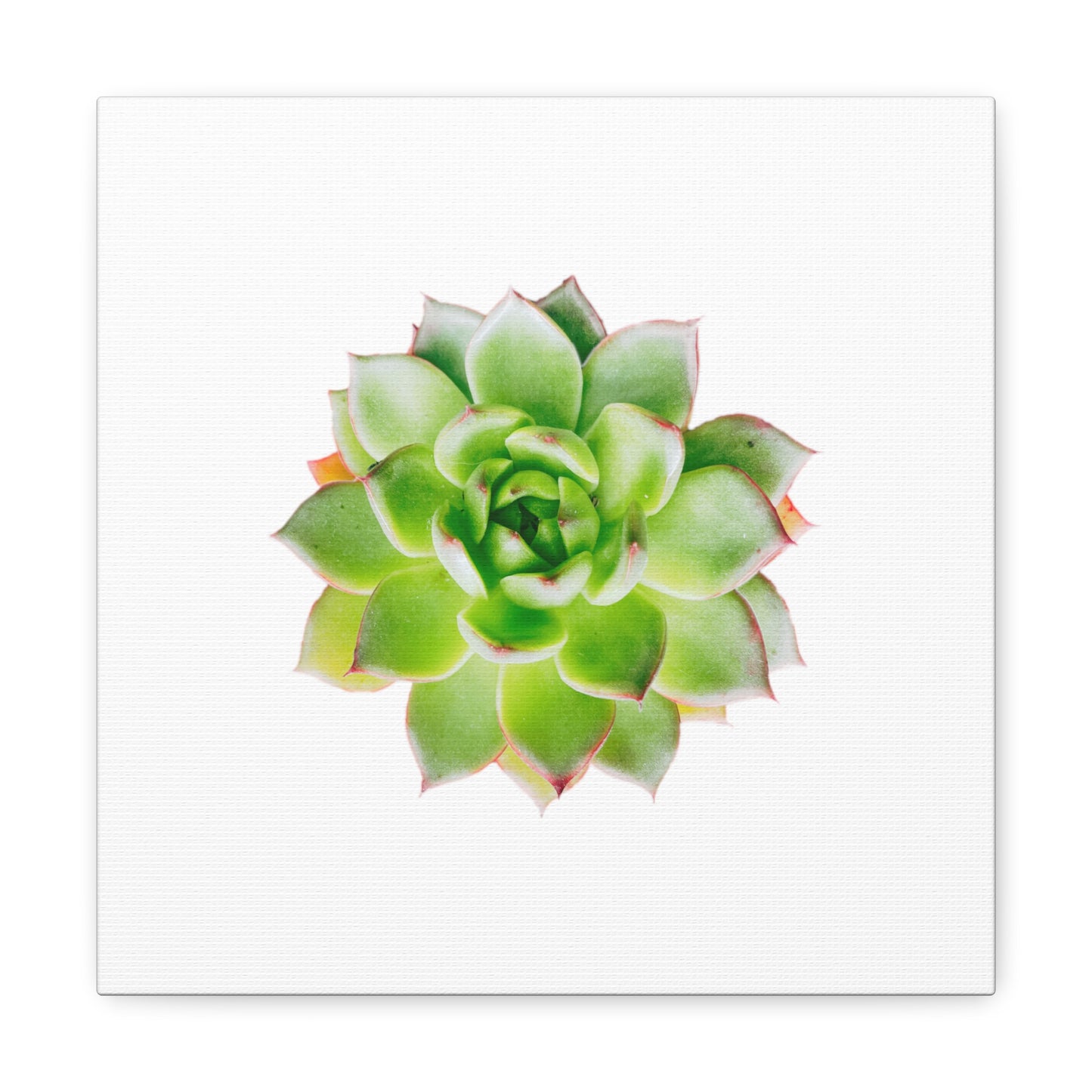 Echeveria Canvas Gallery Wraps