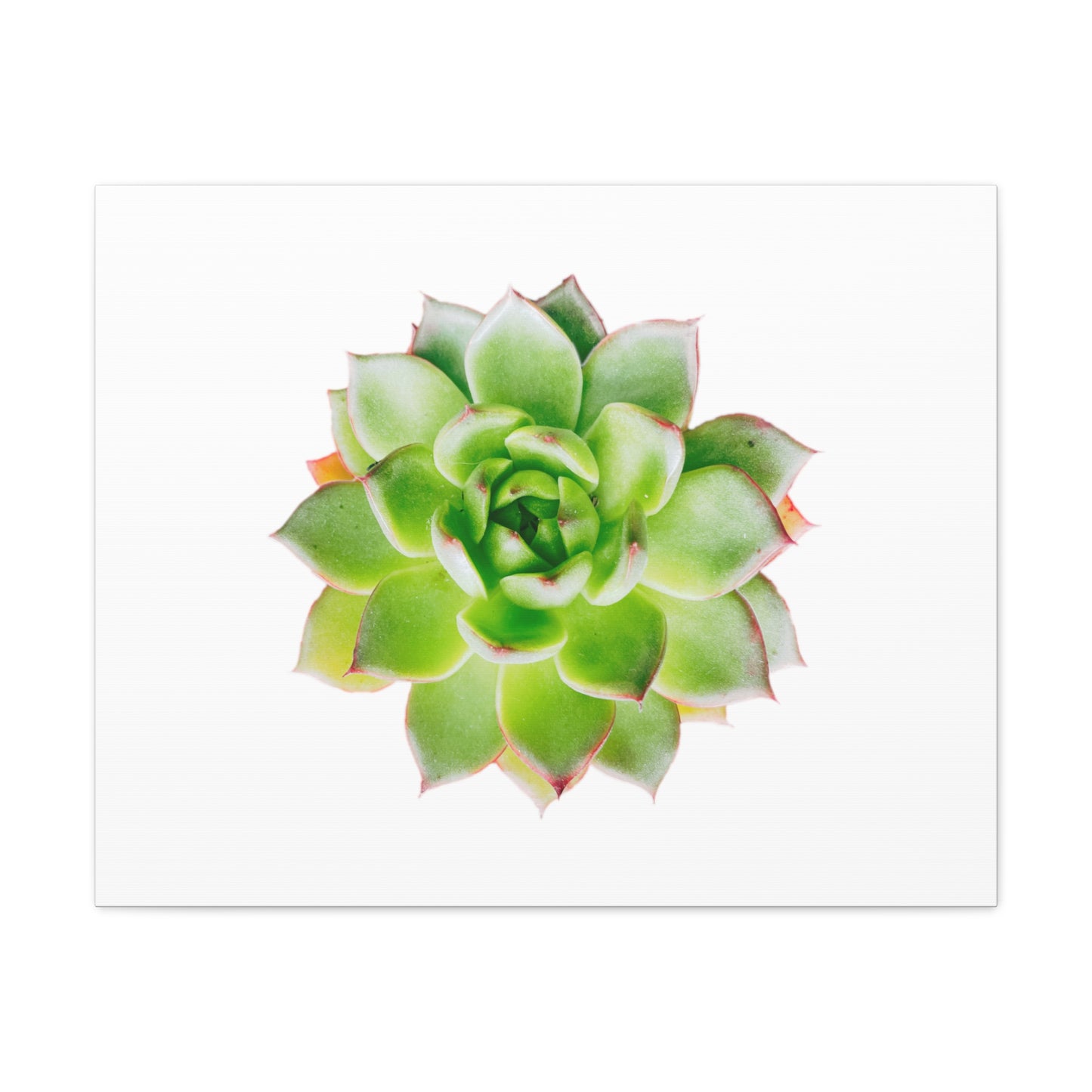 Echeveria Canvas Gallery Wraps