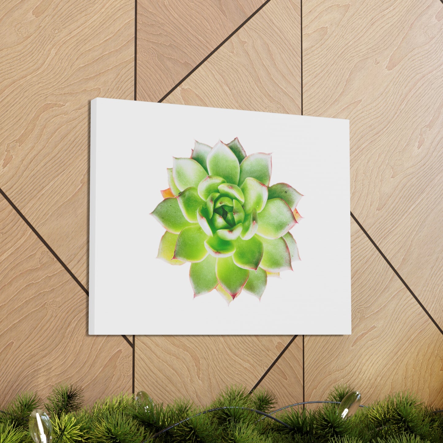 Echeveria Canvas Gallery Wraps