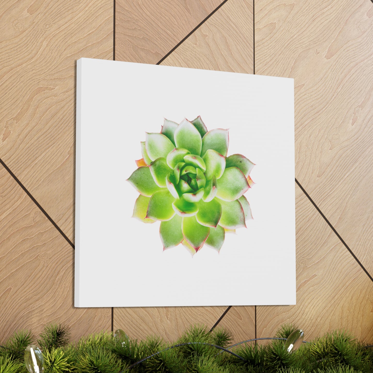 Echeveria Canvas Gallery Wraps