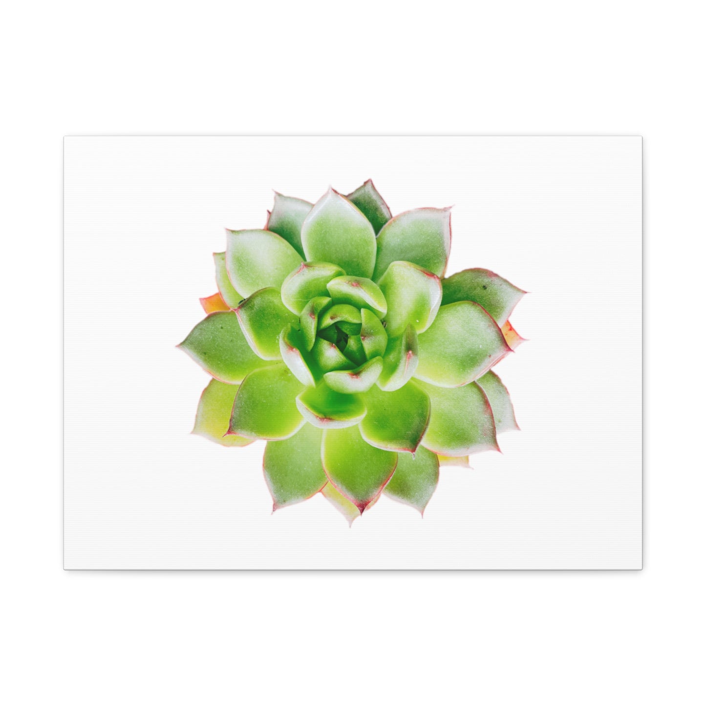 Echeveria Canvas Gallery Wraps