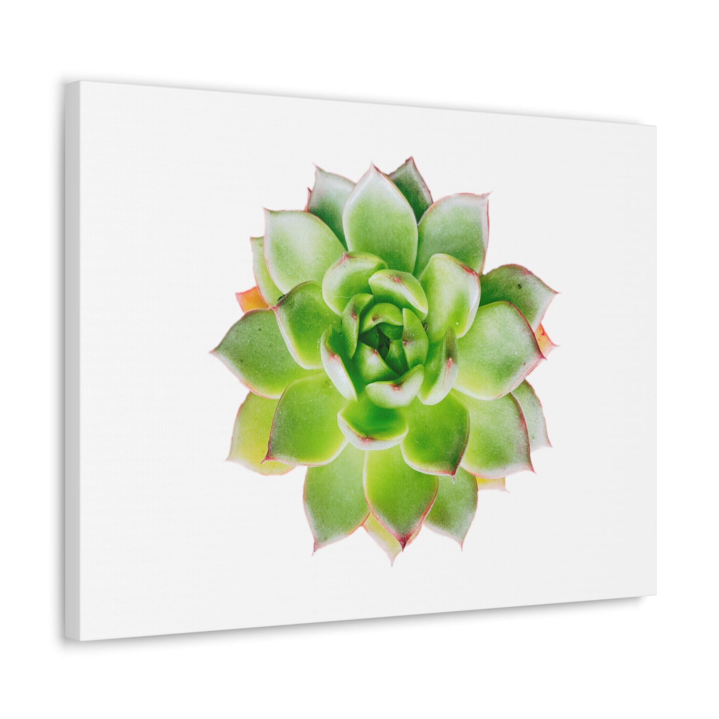 Echeveria Canvas Gallery Wraps