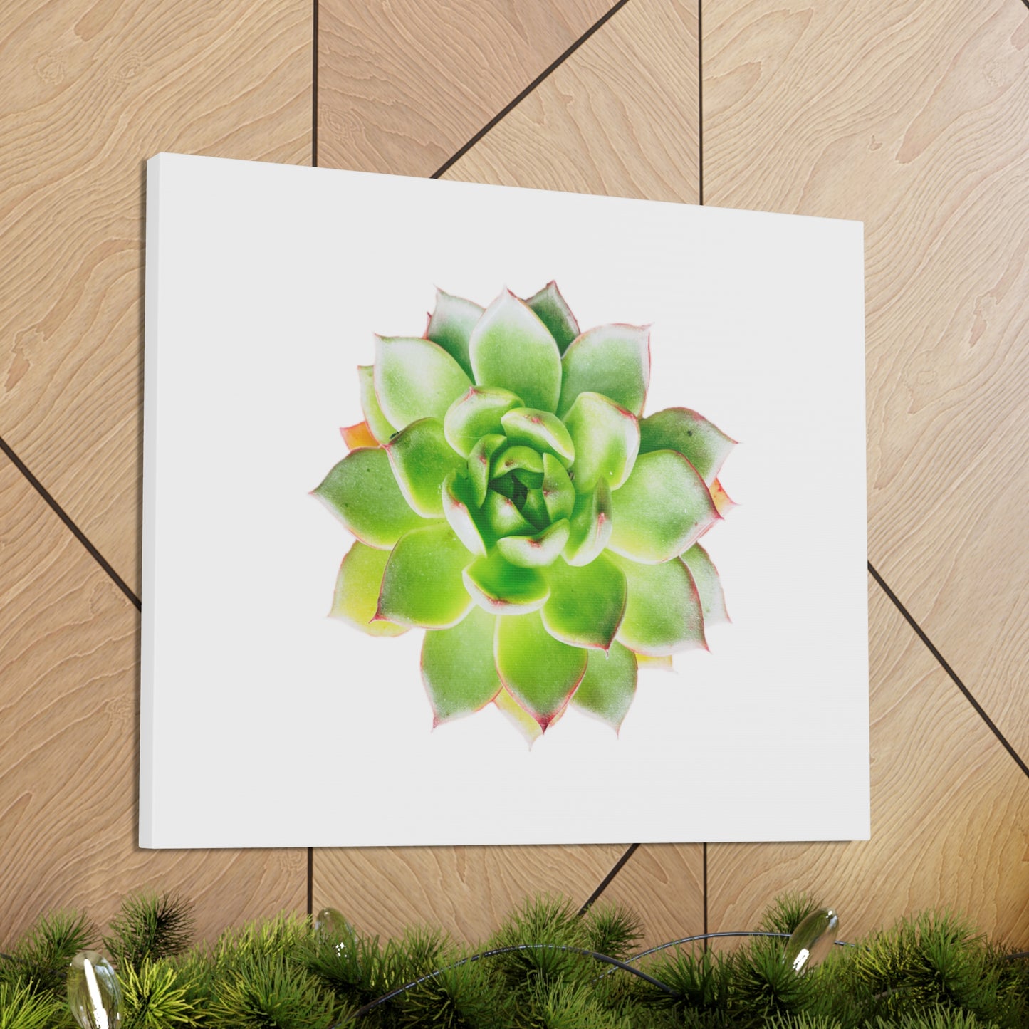 Echeveria Canvas Gallery Wraps