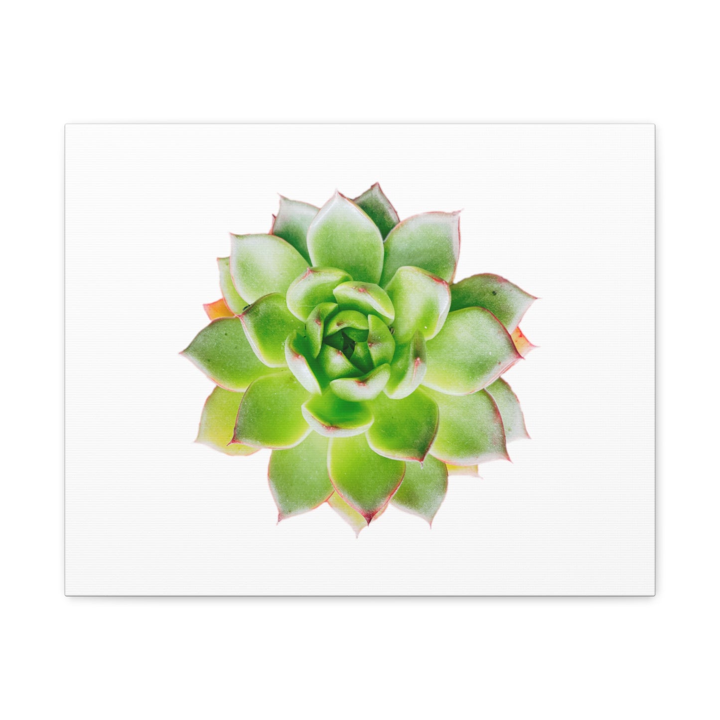 Echeveria Canvas Gallery Wraps