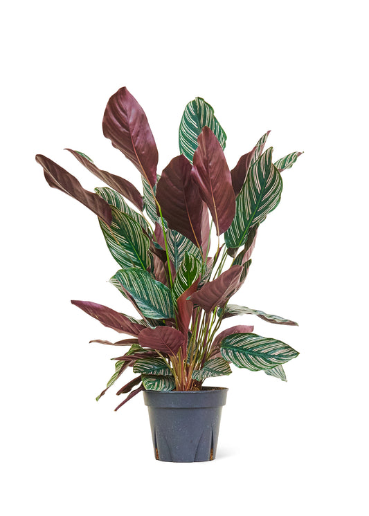 8in Calathea 'Pinstripe'