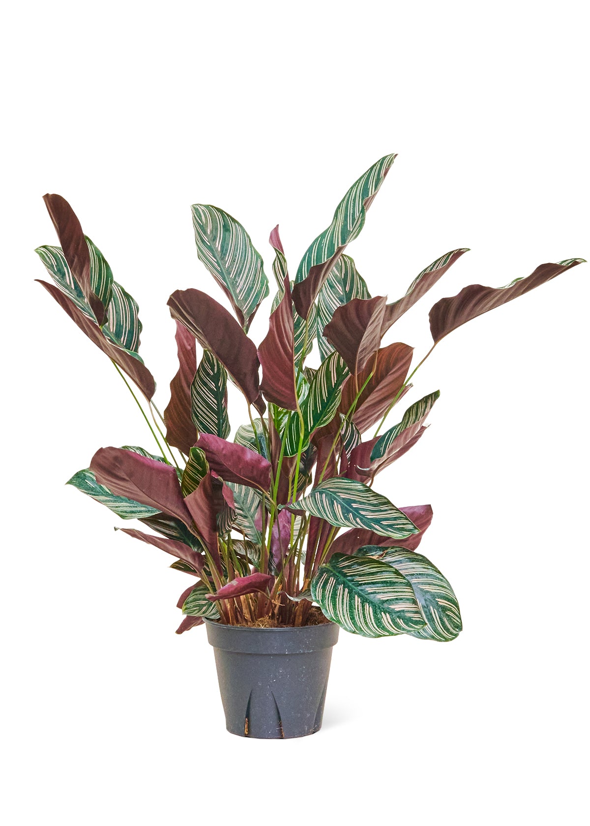 8in Calathea 'Pinstripe'