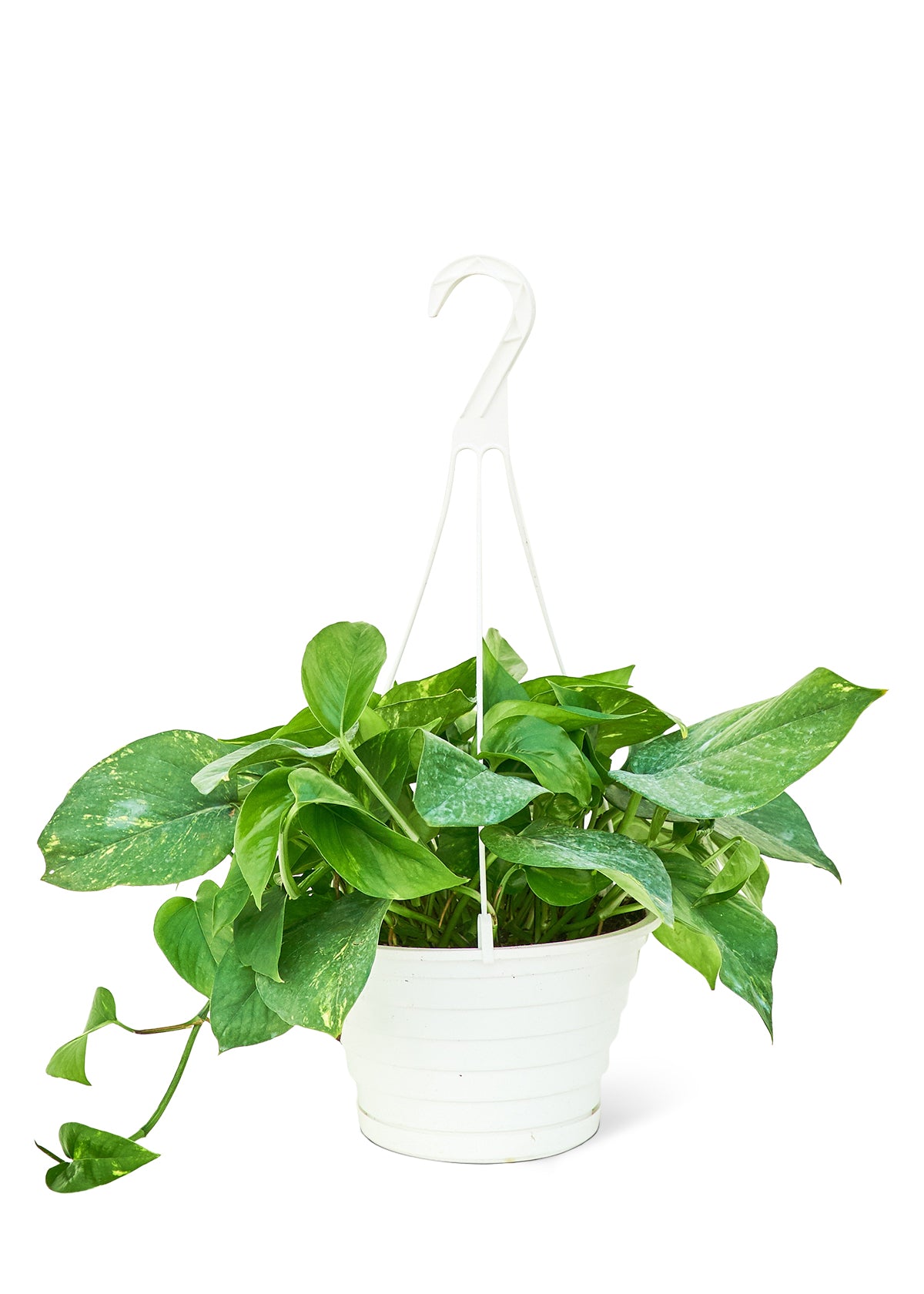 Golden Pothos, Large Hanging