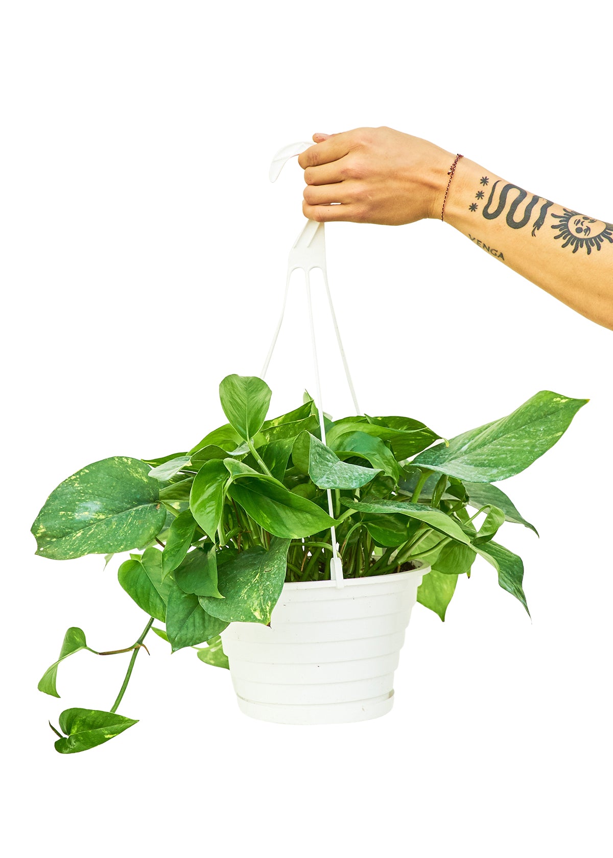 Golden Pothos, Large Hanging