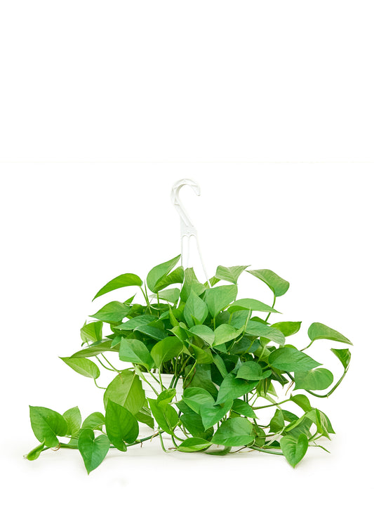 Pothos 'Green Queen', Large Hanging