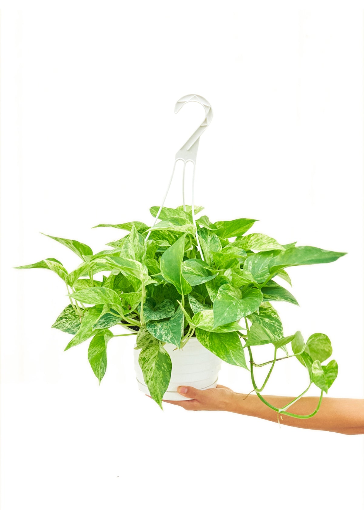 Pothos 'Marble Queen', Large Hanging