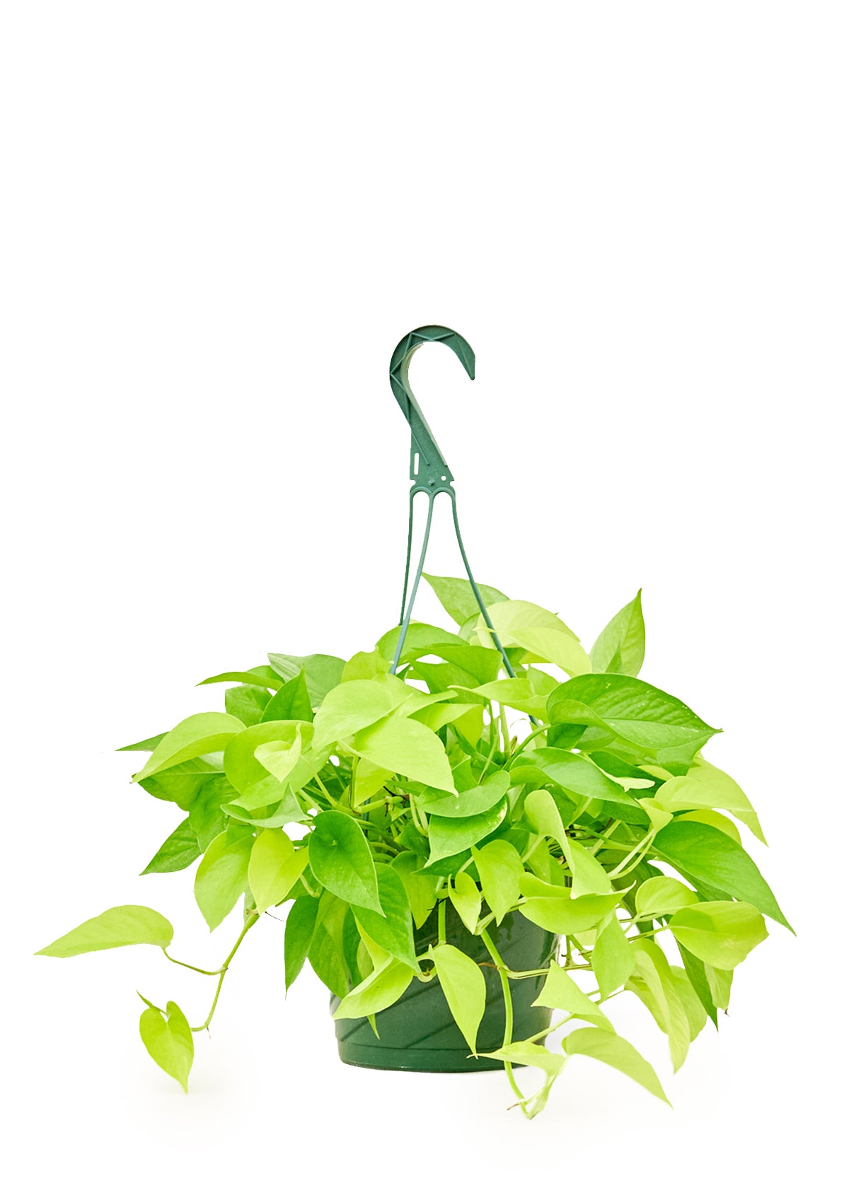 Neon Pothos, Large Hanging