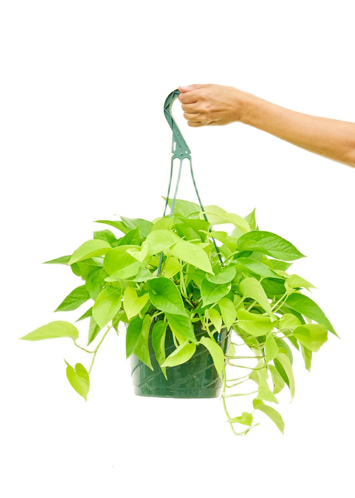 Neon Pothos, Large Hanging