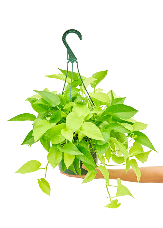 Neon Pothos, Large Hanging