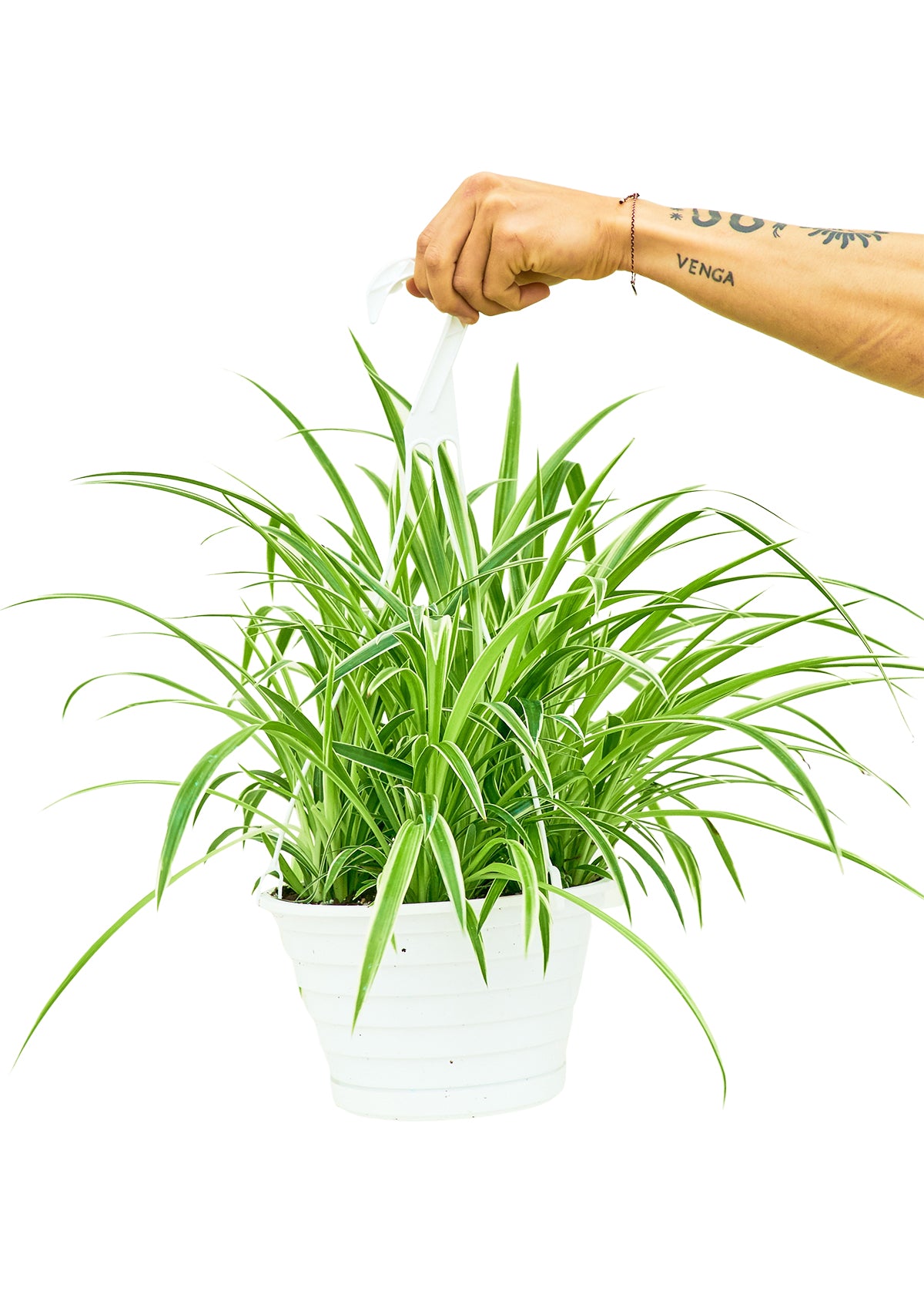 Spider Plant 'Reverse', Large Hanging