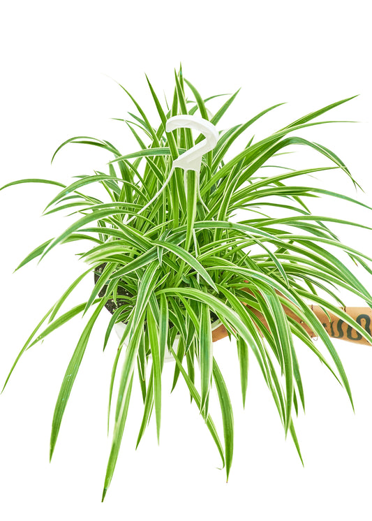 Spider Plant 'Reverse', Large Hanging