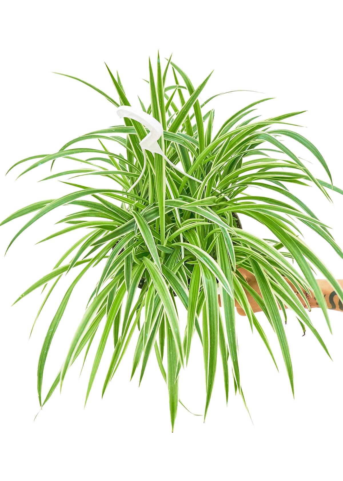 Spider Plant 'Reverse', Large Hanging