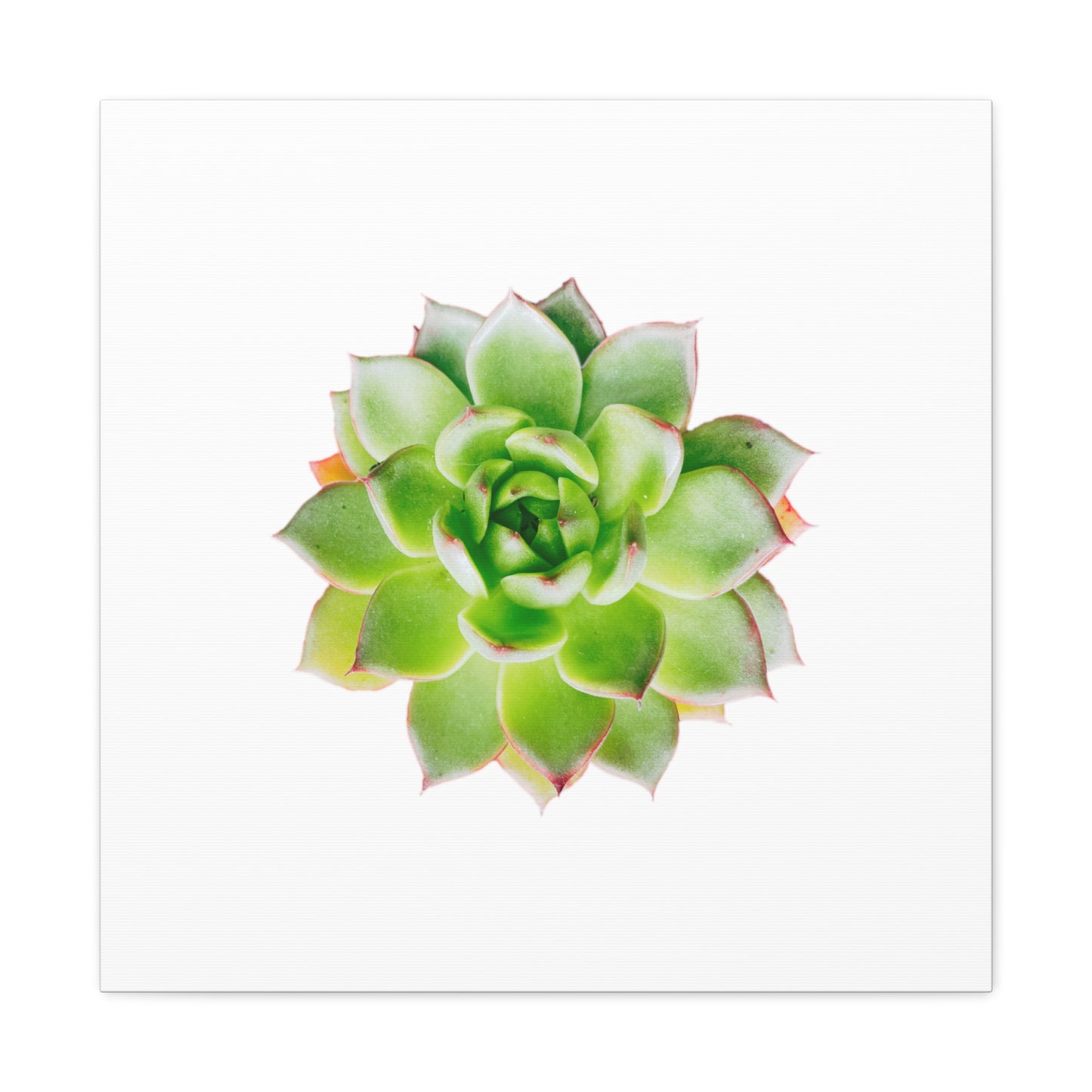 Echeveria Canvas Gallery Wraps