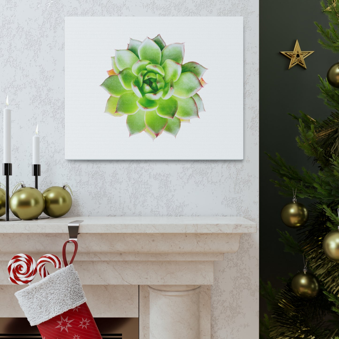 Echeveria Canvas Gallery Wraps