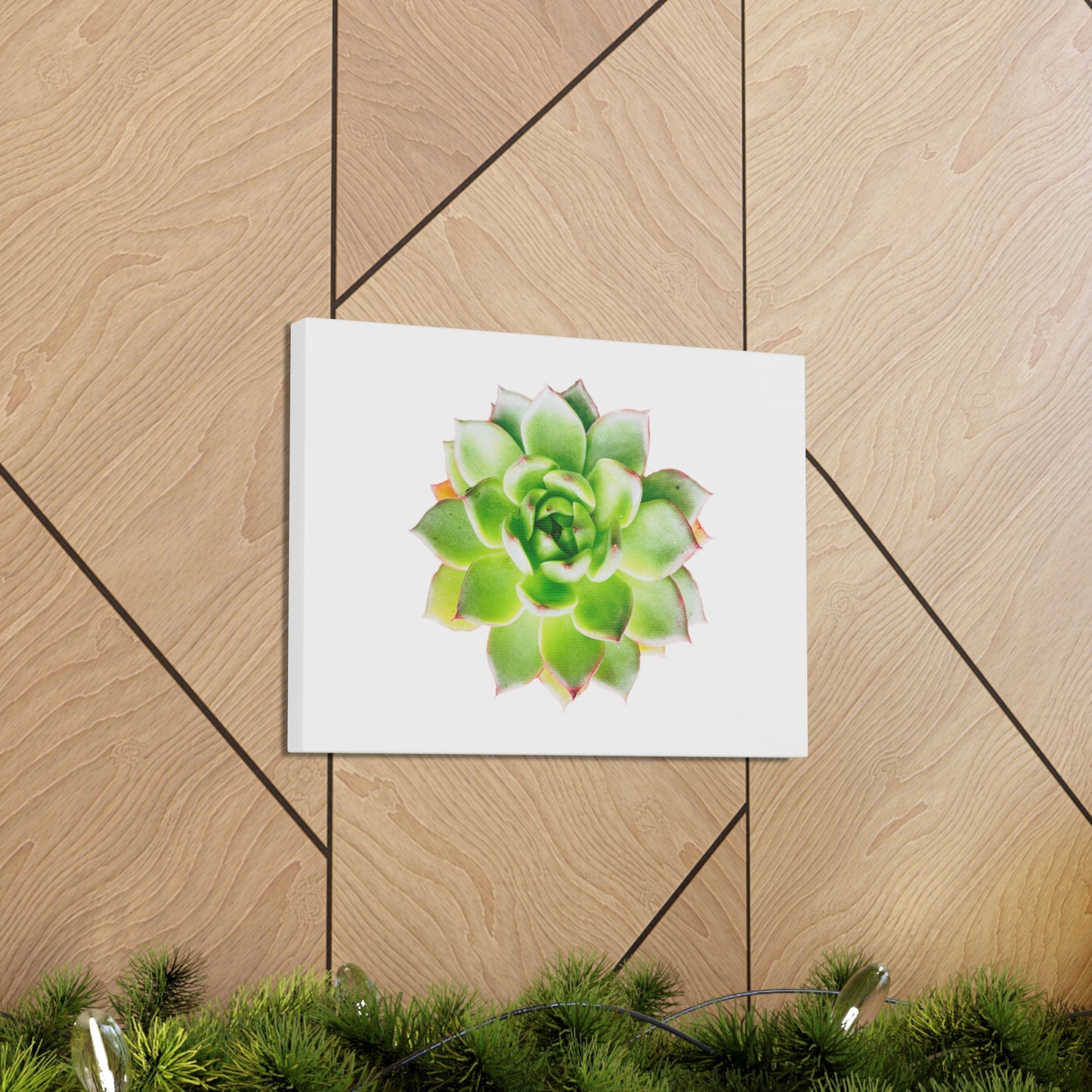 Echeveria Canvas Gallery Wraps