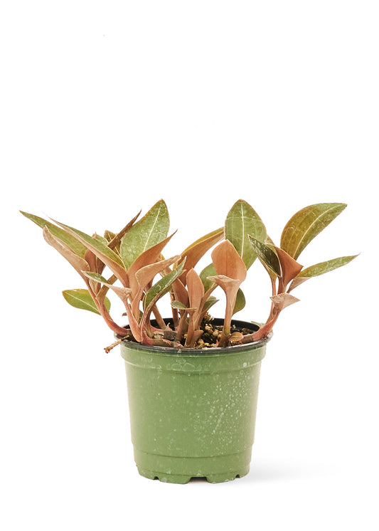 4in Jewel Orchid 'Discolor'